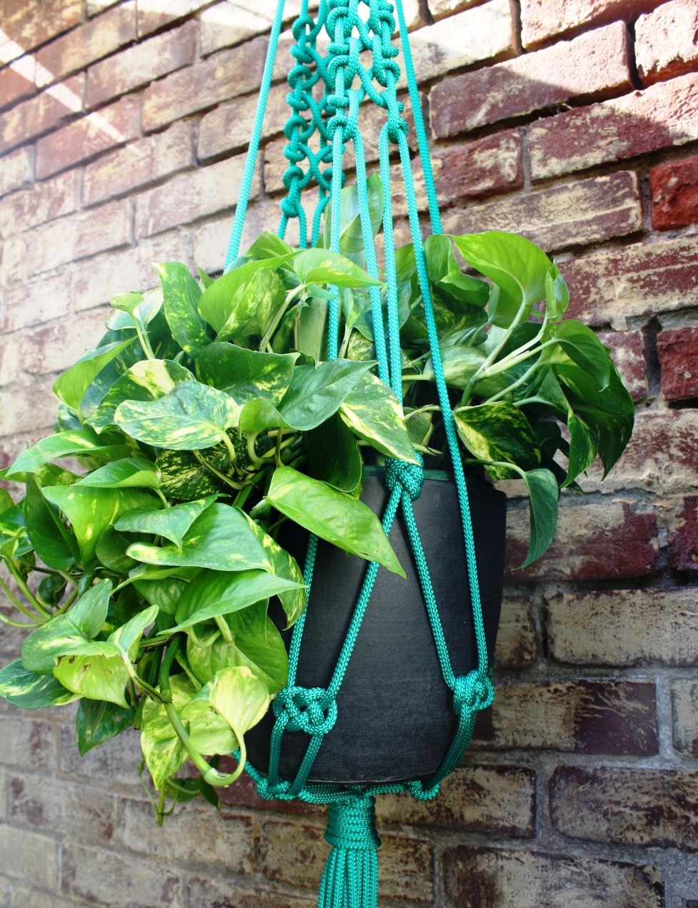 macrame plant hanger Adelaide Australia