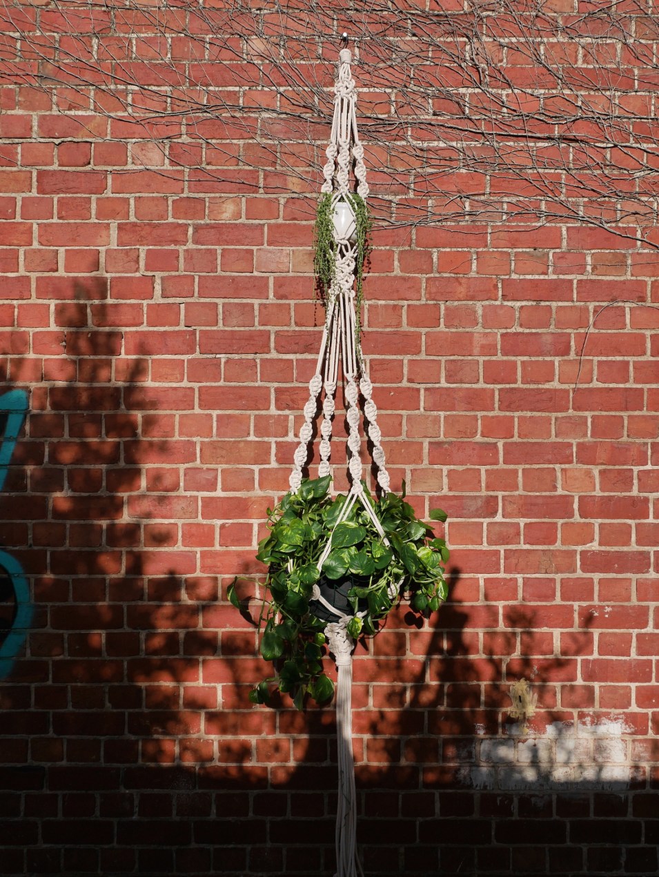 macrame plant hanger Adelaide Australia